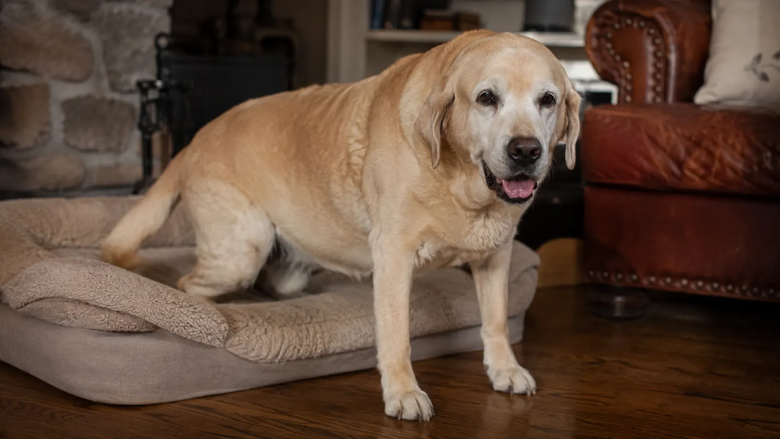 Senior dog standing up from a dog bed without visible struggle, tail slightly raised