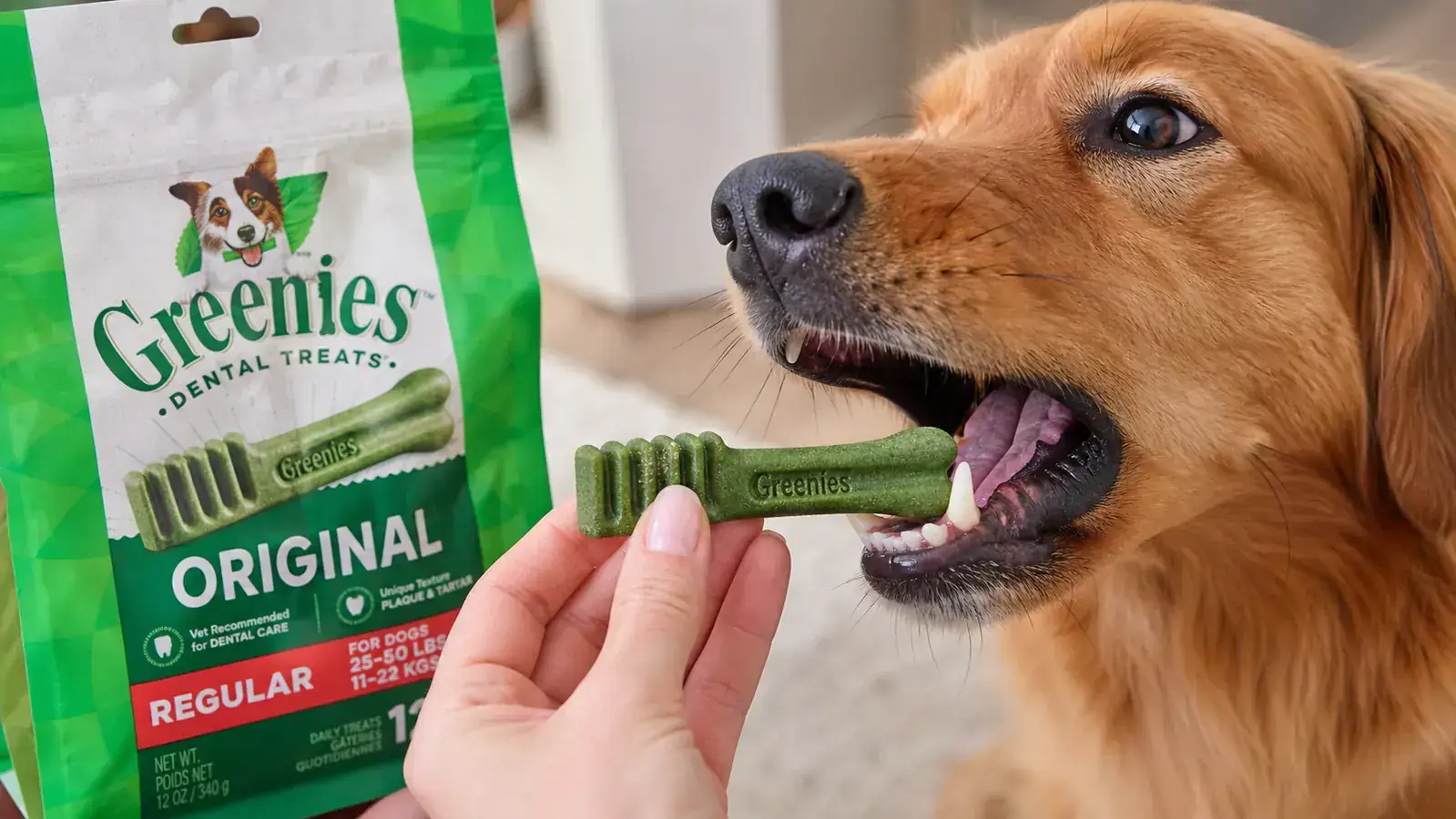Hand holding a Greenies dental chew next to a dog's open mouth showing teeth