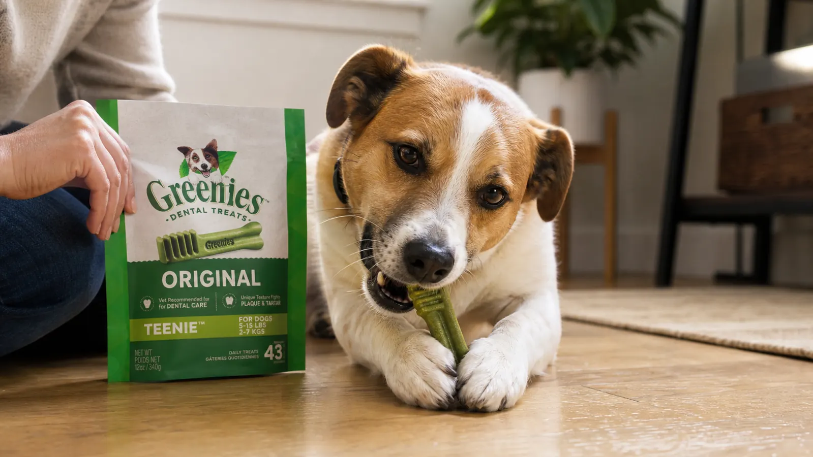 Dog happily chewing on a Greenies treat on a hardwood floor, front paws holding it steady