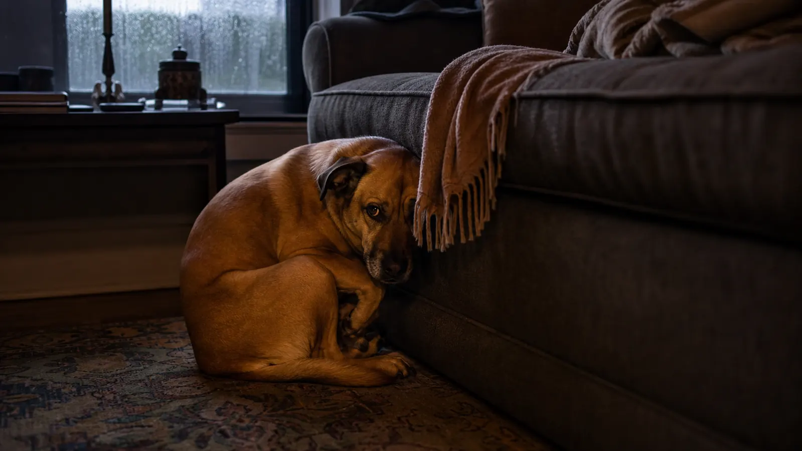 How to Calm an Anxious Dog During Thunderstorms: What Actually Works