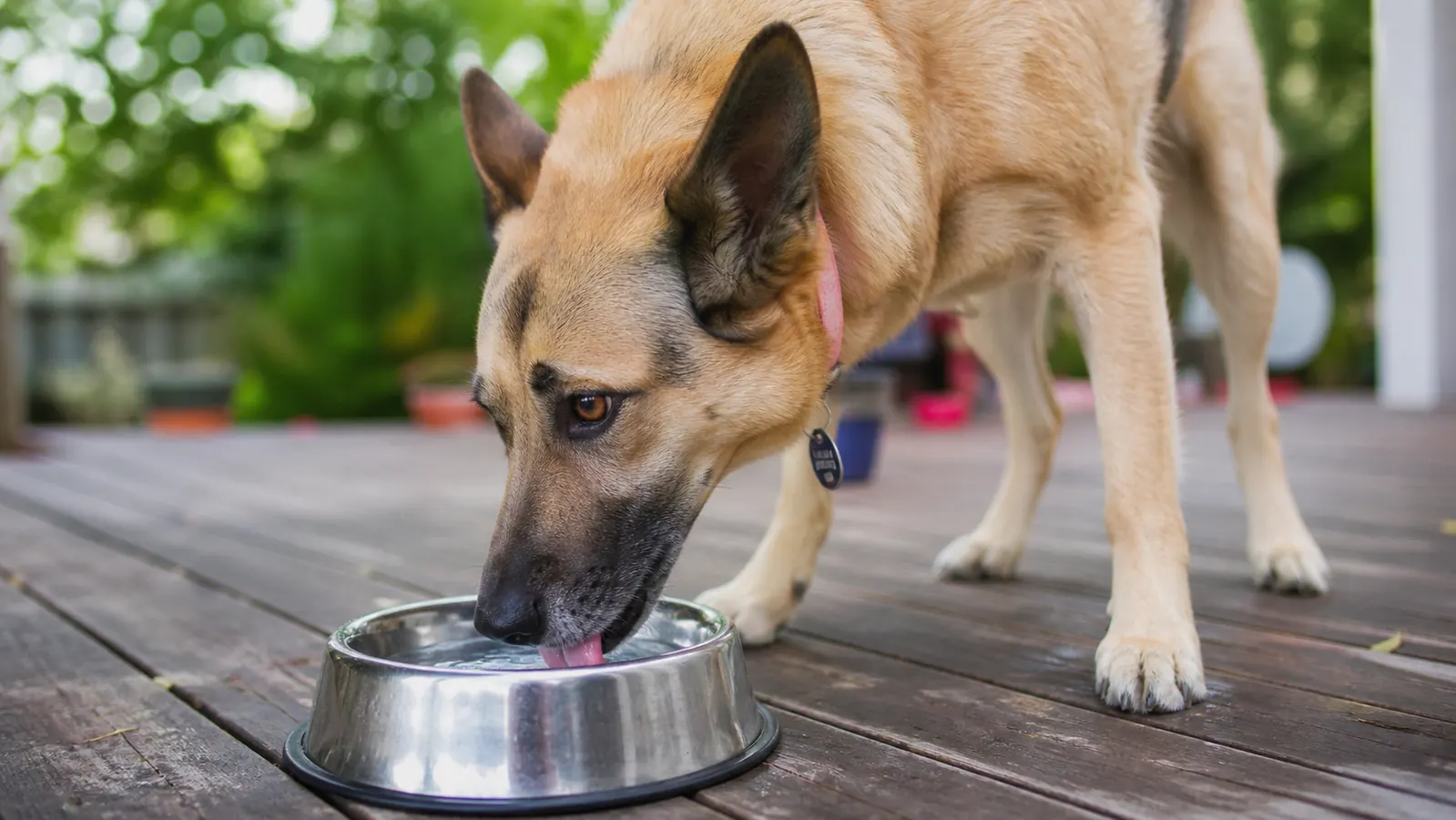 Dog drinking from a water bowl outdoors, tongue extended mid-lap