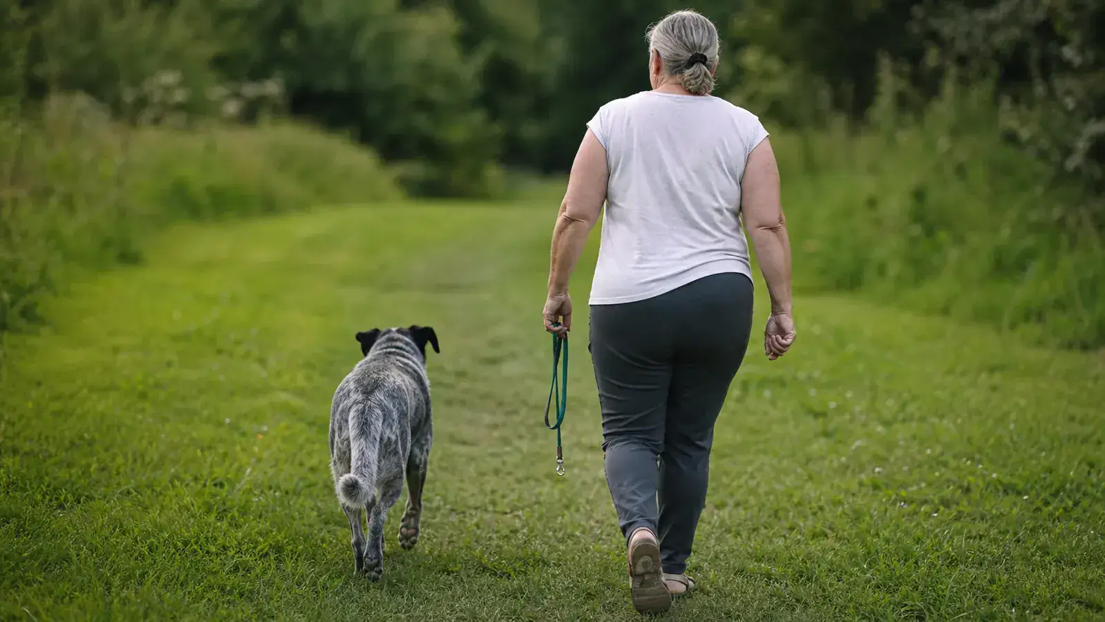 Senior dog walking on a flat grassy path with owner, moving at a gentle comfortable pace