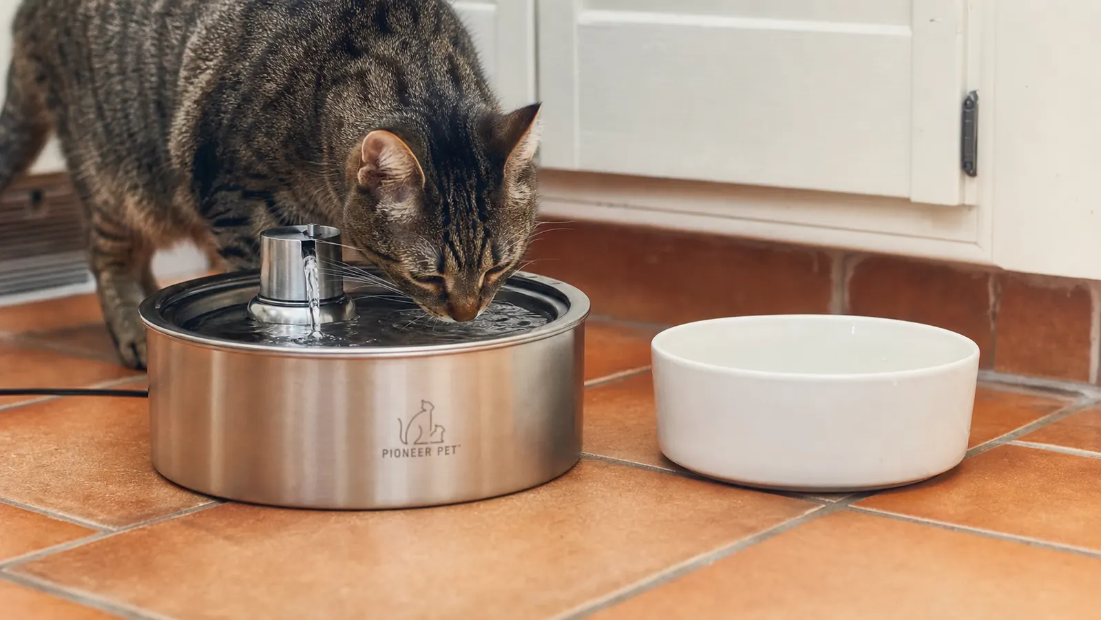 Pet Water Fountain vs Ceramic Bowl: Which Is Better for Cats?